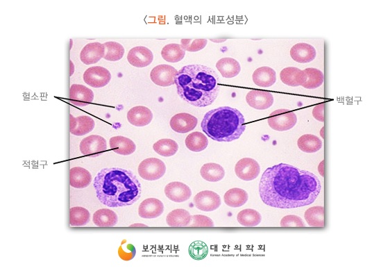 1 혈액의 세포성분