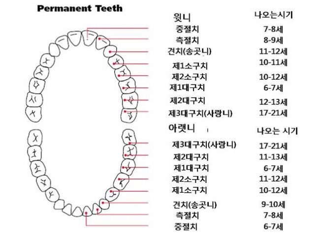 permanent teeth